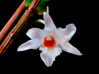 Dendrobium draconis