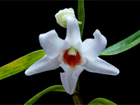 Dendrobium draconis