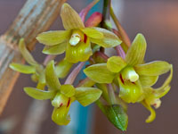 Dendrobium ionopus