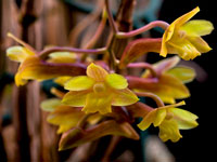 Dendrobium ionopus