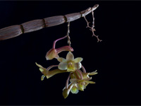 Dendrobium ionopus