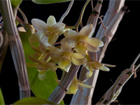 Dendrobium ionopus