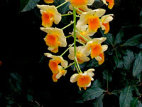 Dendrobium farmeri