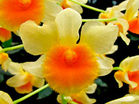 Dendrobium farmeri