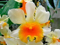 Dendrobium farmeri