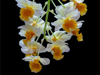 Dendrobium farmeri