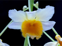 Dendrobium farmeri