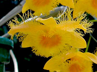 Dendrobium fimbriatum