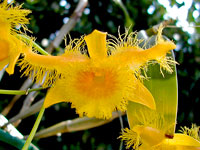 Dendrobium fimbriatum