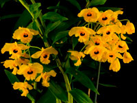 Dendrobium fimbriatum var.oculatum