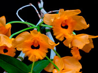 Dendrobium fimbriatum var.oculatum