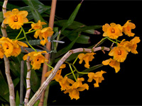 Dendrobium fimbriatum var.oculatum