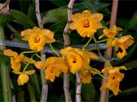 Dendrobium fimbriatum var.oculatum