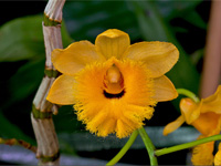 Dendrobium fimbriatum var.oculatum