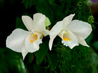 Dendrobium formosum