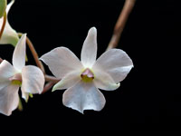 Dendrobium fytchianum