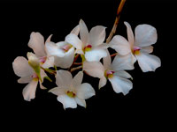 Dendrobium fytchianum