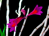 Dendrobium glomeratum x obtusisepalum