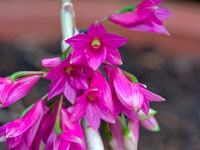 Dendrobium goldschmidtianum