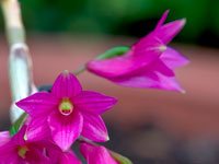 Dendrobium goldschmidtianum