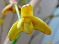 Dendrobium gracilicaule