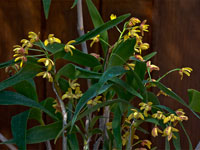 Dendrobium gracilicaule