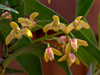 Dendrobium gracilicaule