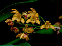 Dendrobium gracilicaule