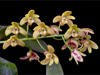 Dendrobium gracilicaule