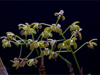 Dendrobium gracilicaule