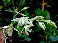 Dendrobium gregulus