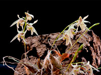 Dendrobium gregulus