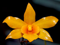 Dendrobium hancockii