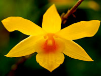 Dendrobium hancockii