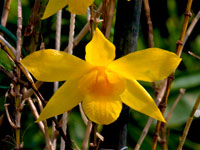 Dendrobium hancockii