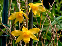 Dendrobium hancockii