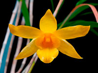 Dendrobium hancockii