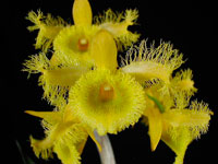 Dendrobium harveyanum