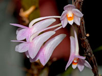 Dendrobium hasseltii