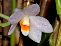 Dendrobium hasseltii