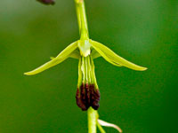 Dendrobium hemimelanoglossum