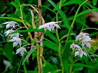 Dendrobium hercoglossum