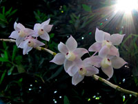 Dendrobium hercoglossum