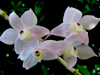 Dendrobium hercoglossum