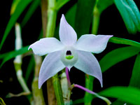 Dendrobium hercoglossum