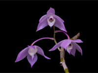 Dendrobium hercoglossum