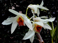 Dendrobium heterocarpum