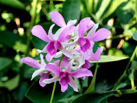 Dendrobium hybride