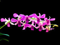 Dendrobium hybride