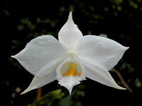 Dendrobium infundibulum